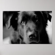 Ojos del perrito impresiones