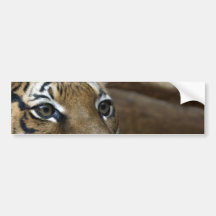 Ojos del tigre pegatina de parachoque