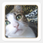 Ojos verdes del gato - pegatina cuadrado