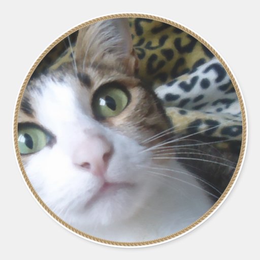 Ojos verdes del gato - pegatina redondo