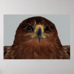 Ojos y cabeza de Eagle Posters