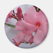 Oleander Blüten rosa Kühlschrankmagnete