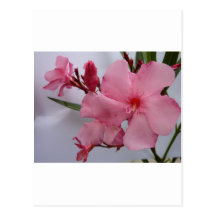 Oleander Blüten rosa Postkarte