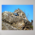 Onza en el Ridge Poster