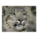 Onza Tarjetas Postales