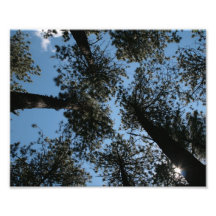 opinión del cielo a través de los árboles arte con fotos