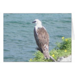 Opinión del ojo de pájaro del mar Notecard Tarjeton