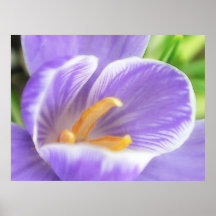 Opinión del ojo de una abeja - azafrán poster
