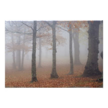Opinión del otoño del bosque de niebla, abuelo fotografias