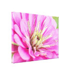 Opinión del primer de un zinnia rosado delicado lona envuelta para galerías