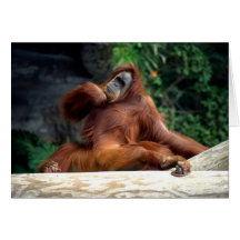Orang Utan Tarjetón