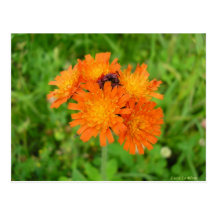 Orangée de Épervière Tarjeta Postal