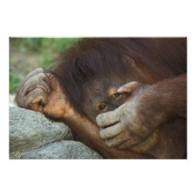 Orangután de Sumatran, pygmaeus del Pongo Fotografías