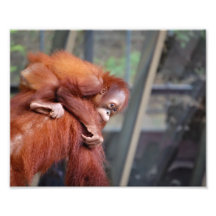 Orangután del bebé arte fotografico