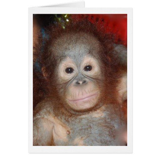 Orangután del bebé en el centro del gran mono en B Tarjetón