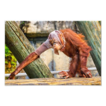 Orangután divertido fotografía  