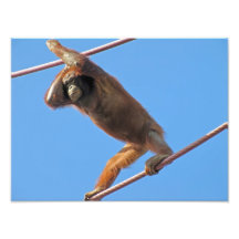 Orangután en un alambre fotografías  