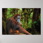 Orangután femenino en poster del arte de la fauna 