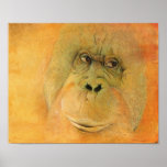 Orangután Impresiones