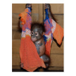 Orangután rescatado del bebé tarjetas postales