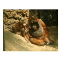 Orangután Tarjeta Postal
