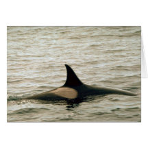 Orca Tarjetas
