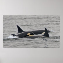 Orcas en la impresión de la bahía de Monterey Poster