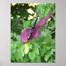 Oregon "passionflower" #2 impresiones
