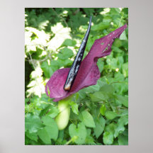 Oregon 'passionflower" #3 posters