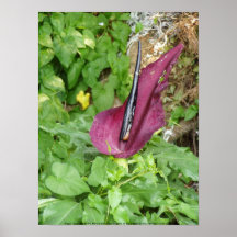 Oregon "passionflower" #4 posters