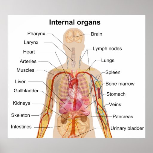 Imagen de los organos internos del cuerpo humano con nombres - Imagui