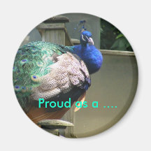 Orgulloso como….Imán del pavo real