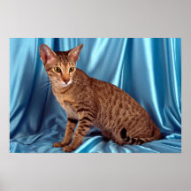 Oriental extranjero, broncea manchado posters
