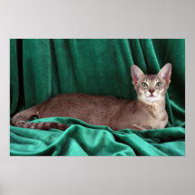 Oriental extranjero, tabby hecho tictac azul impresiones