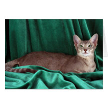 Oriental extranjero, tabby hecho tictac azul tarjetón