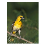 Oriole de Bullock Tarjetas Postales