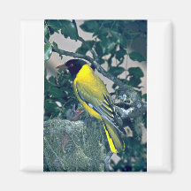 Oriole de cabeza negra imanes para frigoríficos