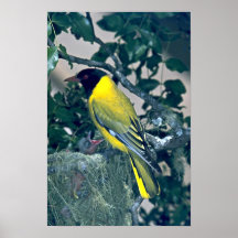 Oriole de cabeza negra impresiones