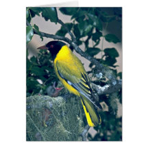 Oriole de cabeza negra tarjeta