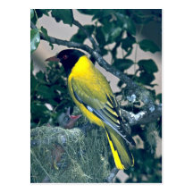 Oriole de cabeza negra tarjetas postales