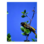 Oriole septentrional postal