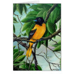 Oriole septentrional tarjeta