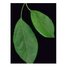 Ornamental frondoso de la planta tarjetas postales