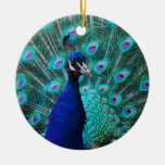 Ornamento bonito del pavo real adorno para reyes