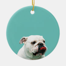 Ornamento del dogo adorno para reyes