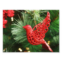 Ornamento rojo del pájaro arte fotografico