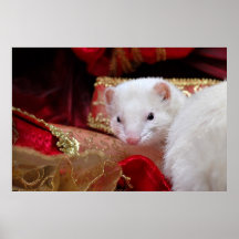 Oro, rojo y blanco poster