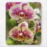 Orquídea Alfombrilla De Ratón
