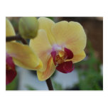 Orquídea amarilla de Gardenfest 2011 Postal