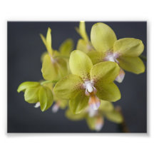 Orquídea amarilla impresión fotográfica